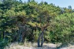Rest in Pape, 90 m. to the sea, from 10 eur/person. Gamtosoaze.lt - cottages, rooms, apartments - 6