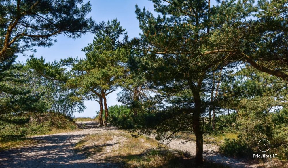 Relaxation in Papė, 90 m to the sea, from 15 euro/person. Gamtosoaze.lt - cabins, rooms, apartments