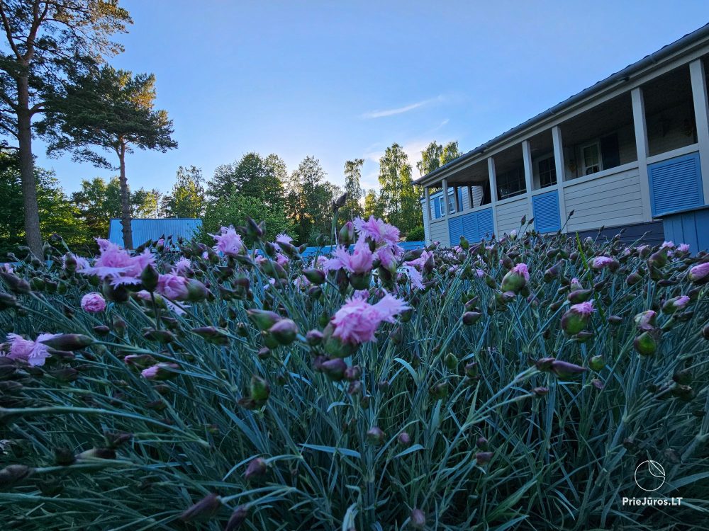 3Pines by the sea