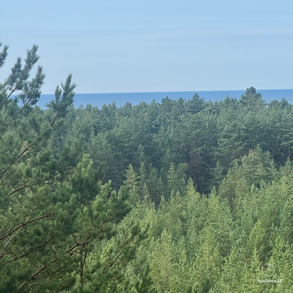 Holiday house in the pine forest Tago Forest House