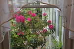 Apartment for rent in the center of Jurmala