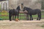 Катание на лошадях в гостевом доме Ventaskrasti - 4