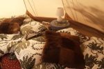 Glamping tents for 1-6 persons